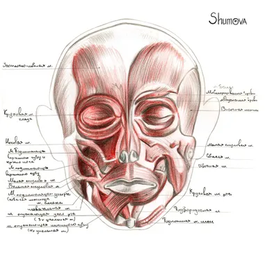 Голливудская» процедура коррекции овала лица - Облик. Esthetic Guide