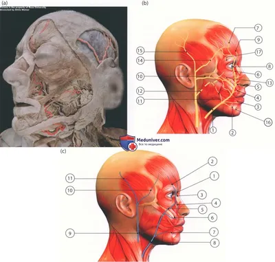 Высшие мышцы лица и кости черепа 3D Модель $160 - .c4d .obj .dae - Free3D