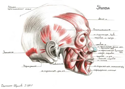 Мышцы лица. Значение тонуса мышц.. Статьи от Академии - ТТ