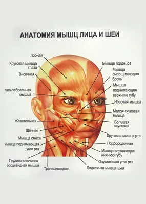 мимические мышцы женского лица - подробная анатомия Иллюстрация вектора -  иллюстрации насчитывающей изолировано, иллюстрация: 217332687