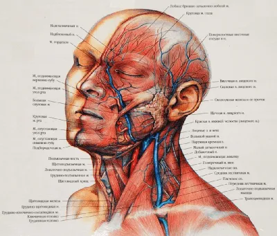 Nasal Face - назальный тип старения лица | Интеллектуальная косметология  Face Clinic