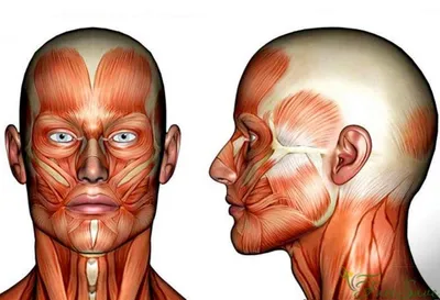 ilyinahanna_kosmetolog - Мышцы лица и эмоции На какие зоны обратить  внимание во время массажа, чтобы лицо излучало приветливость, благополучие  и спокойствие? | Facebook