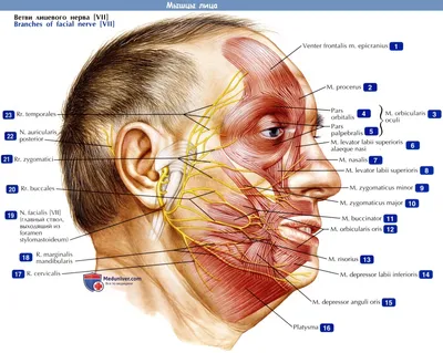 Мимические мышцы лица: как они работают • Клиника Crystal Touch