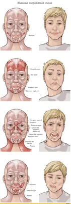 Мимические мышцы лица: как они работают