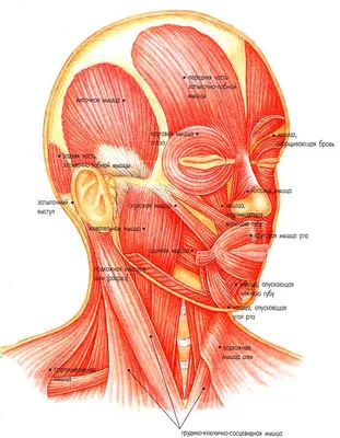 МИМИЧЕСКИЕ МЫШЦЫ ИЛИ МЫШЦЫ ЛИЦА | Лицо, Мышцы, Старение