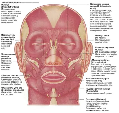 Мышцы выражения лица Risorious Depressor septi Depressor anguli oris  Occipitofrontalis Alar nas / лицо :: Анатомия :: мышцы / смешные картинки и  другие приколы: комиксы, гиф анимация, видео, лучший интеллектуальный юмор.
