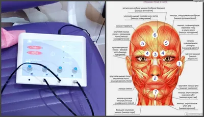 Анатомия мышц лица и шеи: фото с описанием и схемами | BBTAPE.RU | Дзен