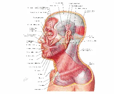 Плакат “Мышцы Лица и Шеи” А3 — Купить на BIGL.UA ᐉ Удобная Доставка  (1951218523)