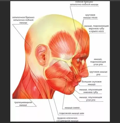 мышцы лица | Массаж.ру