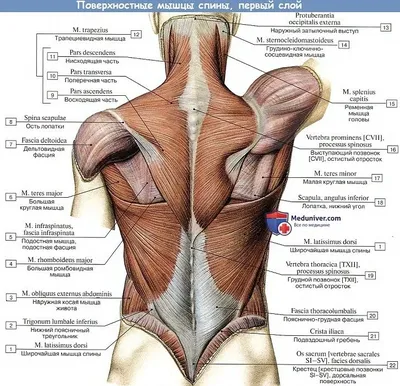Мышцы на спине фото