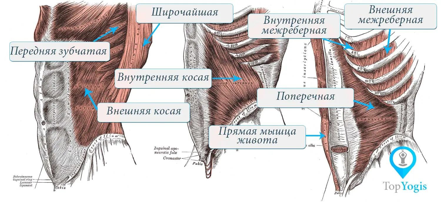 Прямая мышца где. Перемычки прямой мышцы живота. Поперечная мышца живота анатомия. Мышцы латеральные брюшной стенки. Внутренняя косая мышца живота анатомия.