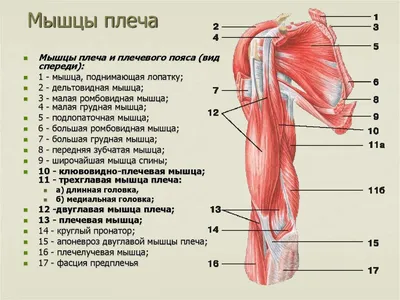 Мышцы плеча фото