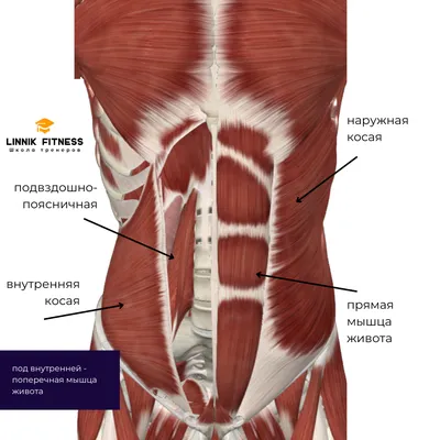 Анатомия мышц пресса | Школа тренеров Linnik Fitness | Дзен