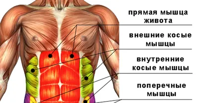 Качай пресс по науке. | health and beauty | Дзен