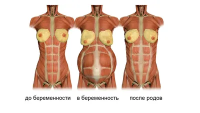 Упражнения на пресс: описания, видео, советы | РБК Стиль