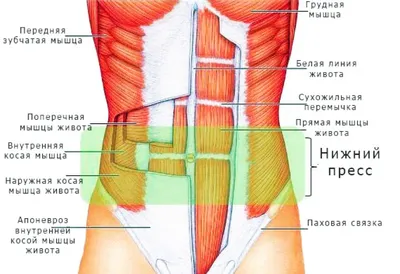 Что нужно знать о мышцах пресса и как их быстро накачать ⋆ Alya Titarenko