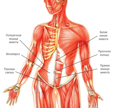 Десять вещей о тренировке пресса, которых вы, возможно, не знали. Новости