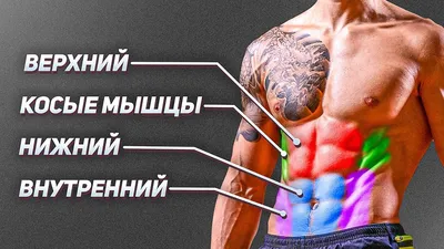 Мышцы живота: функции, анатомия, упражнения для укрепления брюшного пресса