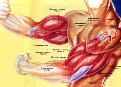 Мышцы рук фотографии