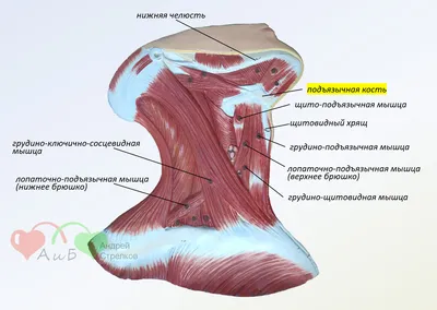 Мышцы шеи. Подподъязычная группа: анатомия, функция, иннервация | Анатомия  на отлично. Андрей Стрелков | Дзен