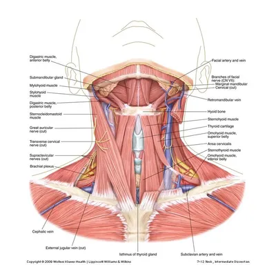 Анатомия : Средние мышцы шеи, или мышцы подъязычной кости.