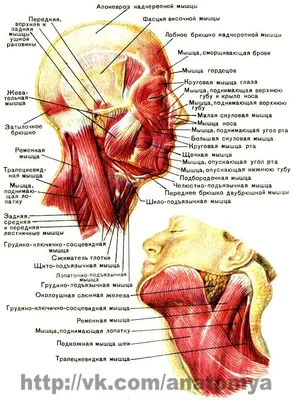 Строение шеи, старение и омоложение области шеи