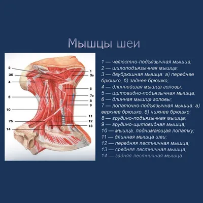 Ременная мышца шеи | Массаж.ру