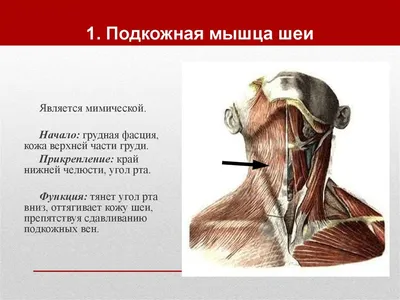 Мышцы шеи: поверхностные, средней группы, глубокие. Их функции и  расположение. | Тихий омут | Дзен