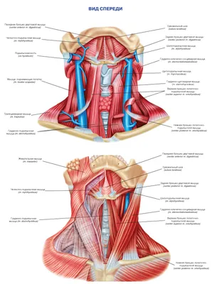 Мышцы шеи (вид спереди) - описание, заказать | Гэотар-мед