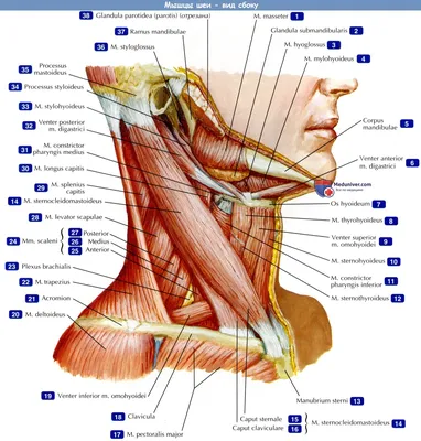 Диаграмма: МЫШЦЫ ШЕИ спереди | Quizlet