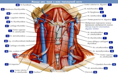 Схема анатомии мышц лица и шеи при тейпировании — статьи от эксклюзивного  дистрибьютора кинезиотейпов BBTape