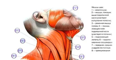 Мышцы шеи: вид сбоку - по атласу анатомии