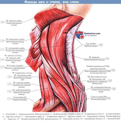 Мышцы шеи, лежащие ниже и выше подъязычной кости - по атласу анатомии