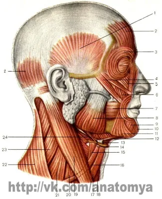 Шея - упражнения и тренировка шейных мышц. | Пикабу