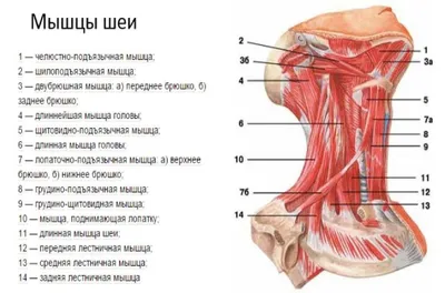 Шея как у быка. Почему важно качать мышцы шеи. | SportCharge | Дзен