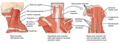 Глаза в Глаза - Поверхностные мышцы шеи (platysma) —... | Facebook
