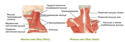 Мышцы шеи. Подподъязычная группа: анатомия, функция, иннервация | Анатомия  на отлично. Андрей Стрелков | Дзен