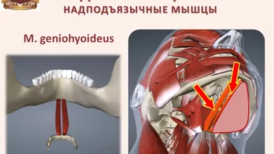 Анатомия мышц шеи иллюстрация штока. иллюстрации насчитывающей чертеж -  46537312