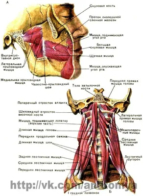 Поверхностные мышцы шеи - плакат (ID#1598540828), цена: 31 ₴, купить на  Prom.ua