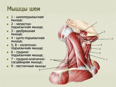 Ременная мышца даёт жизнь шее и мозгу. Как помочь ей в этом, укрепляя мышцы-антагонисты?  | Причины Здоровья | Дзен