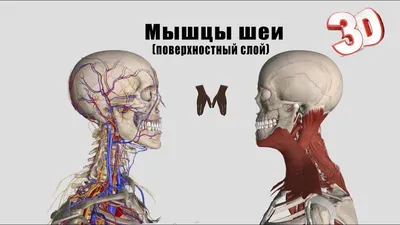 Мышцы шеи - презентация онлайн | Мышцы, Медицинские цитаты, Портняжная мышца