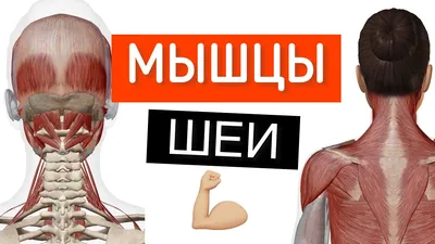 Лицо и шея MPT : нормальная анатомия | e-Anatomy