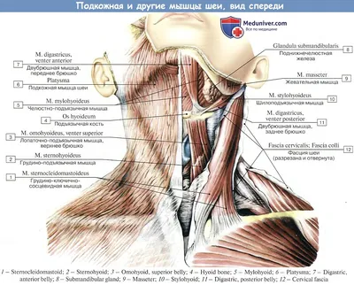 Анатомия : Поверхностные мышцы шеи — дериваты жаберных дуг.