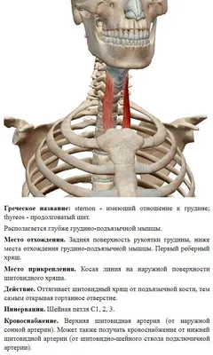 Константин Николаевич Стрельцов - Как укрепить мышцы шеи: всего 2  упражнения Шея в течение дня испытывает постоянное напряжение. Тем более,  когда ее положение нарушено, что часто случается при работе за компьютером,  с