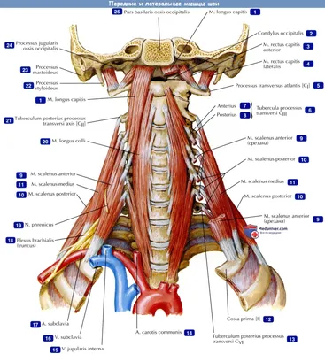 Мышцы шеи: поверхностные, средней группы, глубокие. Их функции и  расположение. | Тихий омут | Дзен