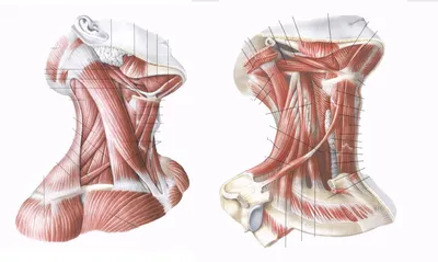 Диаграмма: Мышцы шеи сбоку | Quizlet