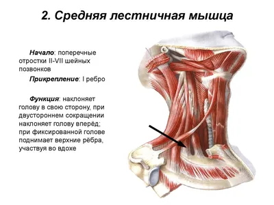 Мышцы шеи, спины и рук, вид сзади.