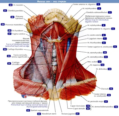 Мышцы шеи: вид спереди - по атласу анатомии