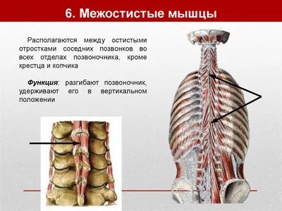 Тренажер для мышц шеи