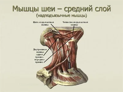 Мышцы шеи – средний слой (надподъязычные мышцы) | Мышцы, Анатомия,  Анимационные зарисовки